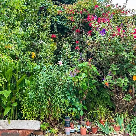 Canarian With Terrace Surrounded By Garden - Alisios La Orotava