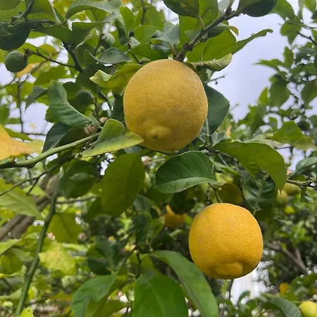 Canarian With Terrace Surrounded By Garden - Alisios *
