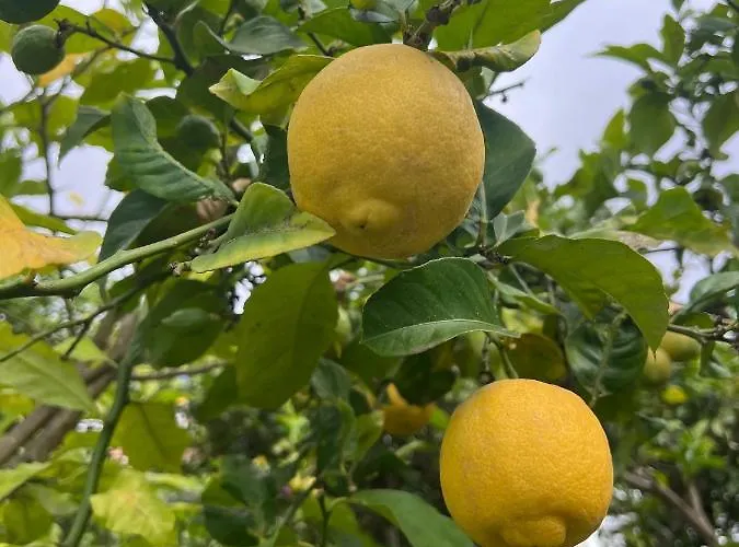 Canarian With Terrace Surrounded By Garden - Alisios *