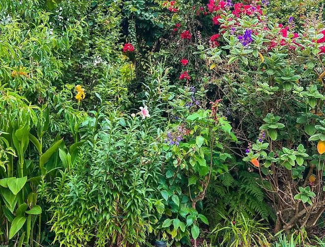 Canarian With Terrace Surrounded By Garden - Alisios La Orotava