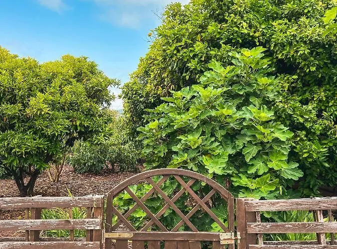 Canarian With Terrace Surrounded By Garden - Alisios *